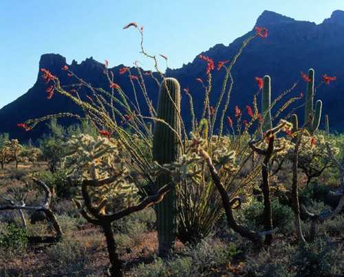 Organ Pipe Cactus National Monument, Arizona (MF).jpg